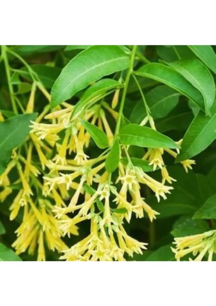 Melisa Kolanya 60 cm Çiçekli Mis Kokulu 4 Adet Gönderilecektir.