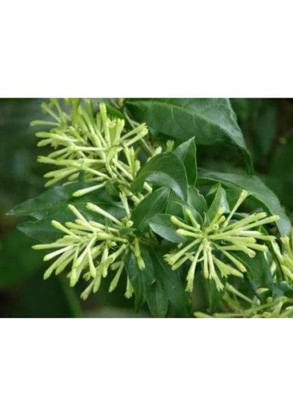 Melisa Kolanya 60 cm Çiçekli Mis Kokulu 4 Adet Gönderilecektir. fiyatları