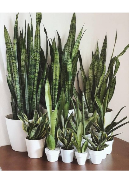 Saksılı Yeşil Kılıç Bitkisi 12LIK Saksıda