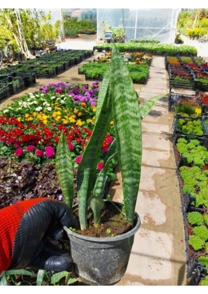 Saksılı Yeşil Kılıç Bitkisi 12LIK Saksıda modelleri