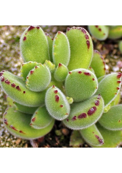 Cotyledon Tomentosa Sukulent Bitki (Ayı Pençesi)