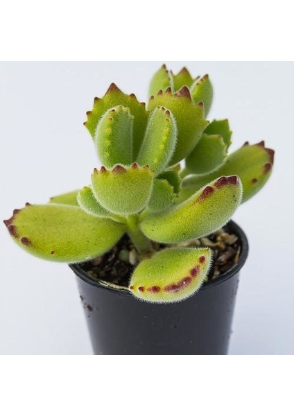 Cotyledon Tomentosa Sukulent Bitki (Ayı Pençesi)