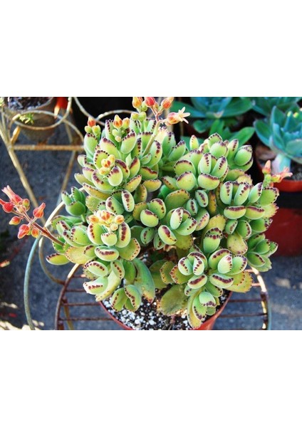 Cotyledon Tomentosa Sukulent Bitki (Ayı Pençesi)