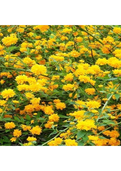 Fidanistanbul Sarı Kanarya Gülü Kerria japonica Pleniflora, +120 cm, Saksıda