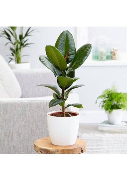 Kauçuk Bitkisi 1 ADET Saksılı 50-80Cm Salon Çiçeği