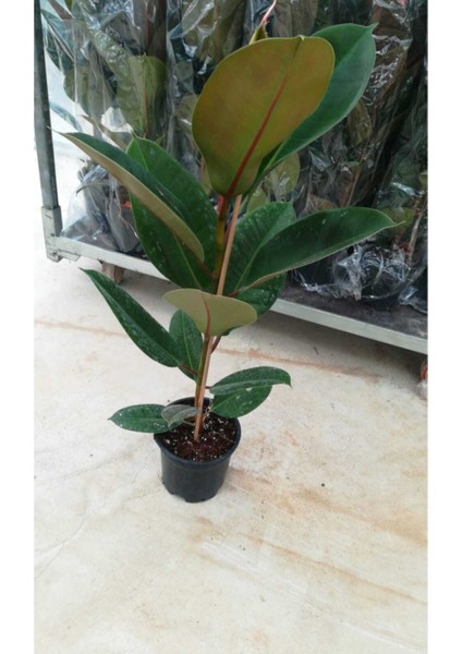 Kauçuk Bitkisi 1 ADET Saksılı 50-80Cm Salon Çiçeği fiyatları