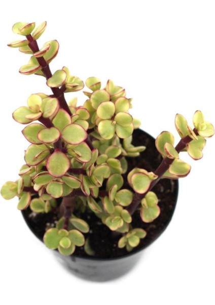 Portulacarıa Fil Hortumu Sukulent
