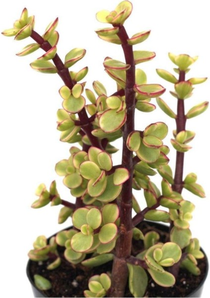 Portulacarıa Fil Hortumu Sukulent
