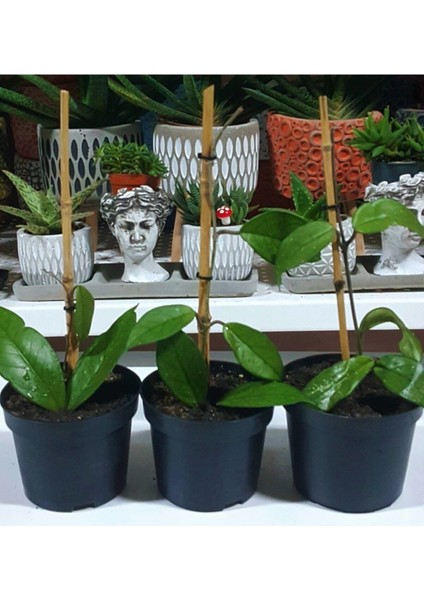 Mum Çiçeği Hoya Carnosa 1 Adet