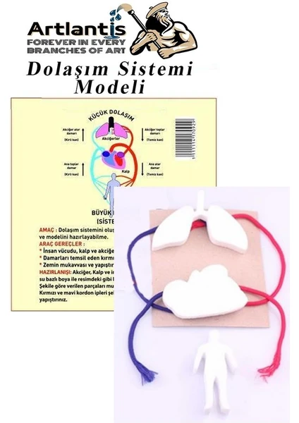 Dolaşım Sistemi Modeli 5 Parça 1 Paket Okul Sınıf Deney Seti Kan Akışı Dolaşım Sistem Deney Malzemesi