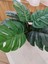 Monstera Devetabanı Beyaz Saksıda Yapay Çiçek 3