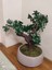 Ginseng Yapay Bonzai Japon Ağacı Mokka Saksıda 2
