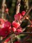 Japon Ayvası (Japanese Quince) Bol Çiçekli Süs Bitkisi Aşılı Meyve Fidanı 1