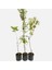Black Amber Erik Fidanı 2-3 Yaş 70-90 cm Bol Verimli Soğuğa Dayanıklı 2