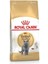 British Shorthair Adult Kedi Kuru Maması 2 kg 1