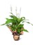 Barış Çiçeği(Spathiphyllum ) Salon Saksı Bitkisi 1