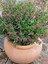 Kufeya Cennet Çiçeği Mor - Cuphea Hyssopifolia 20-30CM (Iç Mekan Bitkileri) 1