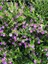 Kufeya Cennet Çiçeği Mor - Cuphea Hyssopifolia 20-30CM (Iç Mekan Bitkileri) 2
