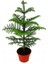 Salon Çamı Arokarya Araucaria 60-80 cm (Ev Bitkisi Ofis Bitkisi Salon Bitkisi) 1