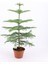 Salon Çamı Arokarya Araucaria 60-80 cm (Ev Bitkisi Ofis Bitkisi Salon Bitkisi) 2
