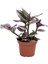 Pembe Telgraf Çiçeği Tradescantia Nanouk 15-25 cm 3
