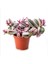 Tradescantia Nanouk 15 cm Pembe Telgraf Çiçeği Canlı Bitki 1