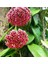 Mum Çiçeği Pembe(Fuşya)(Hoya Carnosa) Kokulu 1.kalite 9 cm Saksıda 1