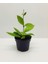 Mum Çiçeği Pembe(Fuşya)(Hoya Carnosa) Kokulu 1.kalite 9 cm Saksıda 2
