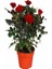 Kırmızı Renk Yediveren 1 Adet Saksılı 30-60Cm Red Rose 2