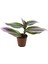 Ithal Telgraf Çiçeği Nanouk Tradescantia 2