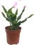 Açık Pmebe Yılbaşı Çiçeği 4 Adet Saksılı 15-25Cm 1