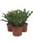 Açık Pmebe Yılbaşı Çiçeği 4 Adet Saksılı 15-25Cm 3