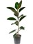 Ficus Elastika - Kauçuk Bitkisi 100 cm Tek Kök 1