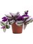 Tradescantia Nanouk Pembe Telgraf Çiçeği Ithal 12.cm.büyük Boy Saksıda 1