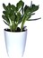 Saksılı Para Ağacı Çiçeği Crassula Ovata Fidanı Dolgun 25-30CM 1