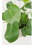 Monstera Deliciosa - Deve Tabanı Midi Salon Iç Mekan Bitkisi - 30 cm 2