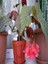 Çilli Begonya 8.5 Saksıda Begonia Corollina Mini Boy Bol Dallı Iç Mekan Bitkisi 3