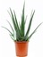 Aloe Vera Bitkisi 30 40 cm Sarı Sabır Bitkisi Ev Bitkisi 2