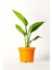 Strelitzia Nicolai 'starliçe' - Beyaz Cennet Kuşu Çiçeği - Ev Ofis Salon Iç Mekan Bitkisi - 40 cm 1