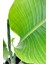 Strelitzia Nicolai 'starliçe' - Beyaz Cennet Kuşu Çiçeği - Ev Ofis Salon Iç Mekan Bitkisi - 40 cm 2