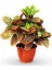 Kraton Bitkisi 30 40 cm Boy Croton Petra 13 cm Saksı Çapı Ev Bitkisi Ofis Bitkisi Salon Bitkisi 1