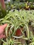 Kurdele Çiçeği Çiçekli Bodur Bitki(Chlorophytum Comosum) 20-30CM 1