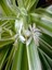 Kurdele Çiçeği Çiçekli Bodur Bitki(Chlorophytum Comosum) 20-30CM 2
