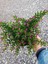 Kufeya Cennet Çiçeği Mor - Cuphea Hyssopifolia 20-30CM (Iç Mekan Bitkileri) 3