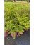 Kufeya Cennet Çiçeği Mor - Cuphea Hyssopifolia 20-30CM (Iç Mekan Bitkileri) 4