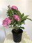 Canlı Pembe Çiçekli Ortanca Çiçeği 1 ADET Saksılı 30-40Cm 2