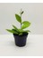 Mum Çiçeği Kırmızı (Hoya Carnosa) Kokulu 1.kalite 9 cm Saksıda 2