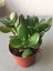 Crassula Şans Para Çiçeği (Zenginlik Çiçeği) 25-30CM 1