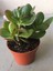 Crassula Şans Para Çiçeği (Zenginlik Çiçeği) 25-30CM 2