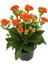Turuncu Çiçekli Kalanşo ( Kalanchoe ) Çiçeği Ithal Büyük Boy 1